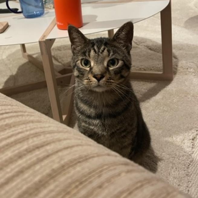 Animal Friends tweet media