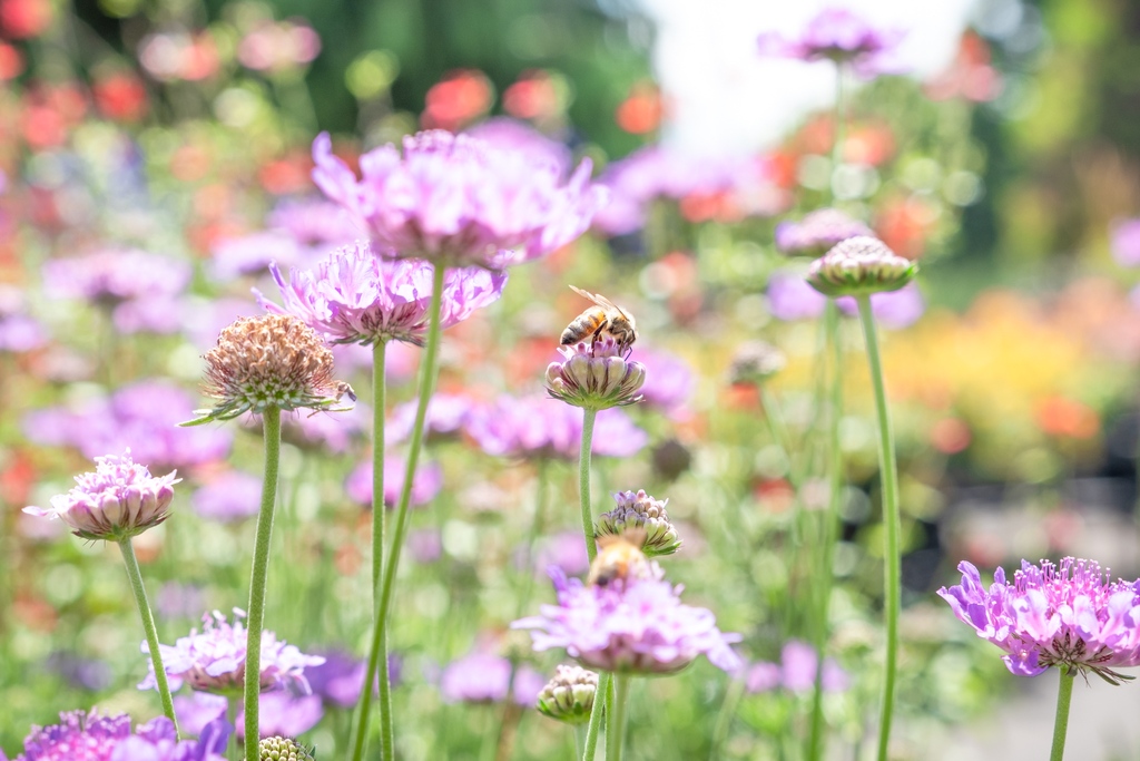 cornellfarm's tweet photo. The bees have been enjoying a steady supply of nectar from these pincushion flowers at the Patio! 🐝 https://t.co/F2T2cmeGu0