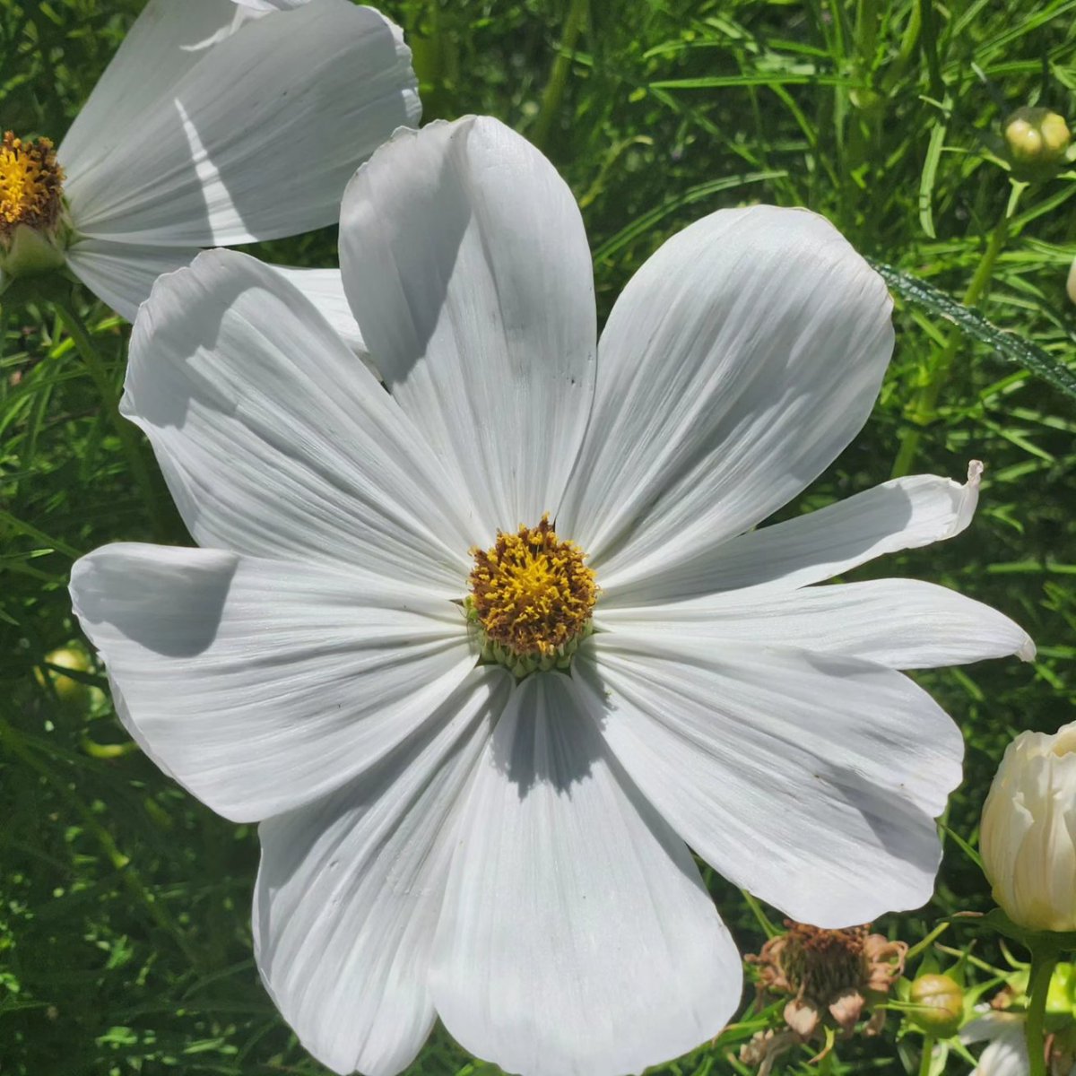 Happy Colorado Day!

#Longmont #Colorado #longmontwalks #walking #walk2connect #Lifeat3MPH #flowers