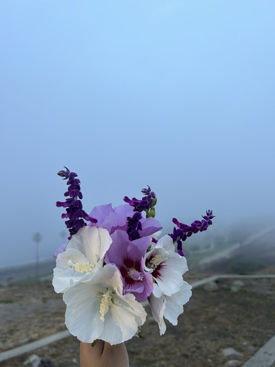 ilosehydros's tweet photo. dawn n flowers :> https://t.co/W2Ad29tlul