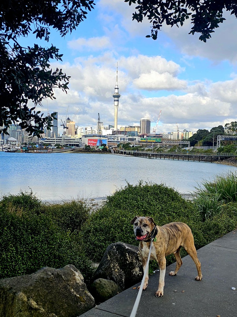 SharonM88707096's tweet photo. Stunning day in the 09... skytower showing off. Moose too ❤️
@chamfy @RichardHills_ @SkyTowerFanClub https://t.co/lTv604EHSQ