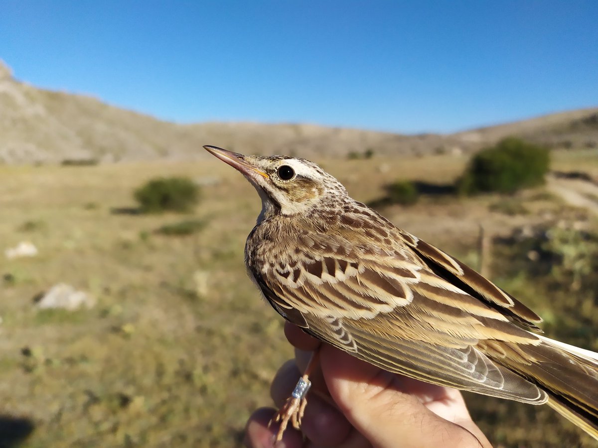 Francisco M. Camacho tweet media