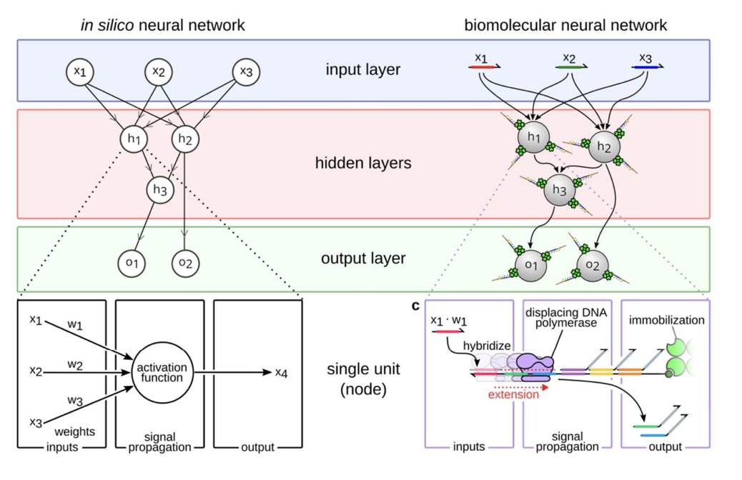 ElliotHershberg's tweet photo. Implementing neural networks... in DNA 🧬

Neural networks are an example of a bio-inspired algorithm. We used neuroscience as an intuition pump for making learning systems.

But what if we took our C.S. innovation in neural nets, and... implemented that using biology?

How would we do it?

A preprint led by Ryan Lee from the lab of @leochou0814 attempted to answer this question.

They tried to unify three advances to make better modular DNA-based units for implementing "biomolecular neurons:"

1. enzymatic synthesis to encode a greater number of input-output connections on a 76 single DNA strand 
2. solid-phase immobilization to spatially segregate DNA computing units into 77 network layers
3. universal addressing to enable the assembly of different circuits from the 78 same DNA components

Using this framework, they showed a proof-of-concept for more efficiently encoding neural networks into DNA constructs.

You might be asking yourself.... Why?

Honestly, I'm not sure! The authors say this may enable "portable computing power for applications such as portable diagnostics, compact data storage, and autonomous decision making for lab-on-a-chips."

At this stage, it's a really interesting basic demonstration of a concept. Who knows how we might figure out how to use this type of functionality if it becomes even easier and cheaper to do?

Could synthetic cells some day operate on a combination of logic (explicit regulatory circuits) and fuzzier predictive models (like this DNA-encoded neural nets)? This would be similar to how computer programming has evolved.

It's another example of how rich the intersection between biology and computation is.

Link to full study:
https://t.co/v8Wba79VYQ