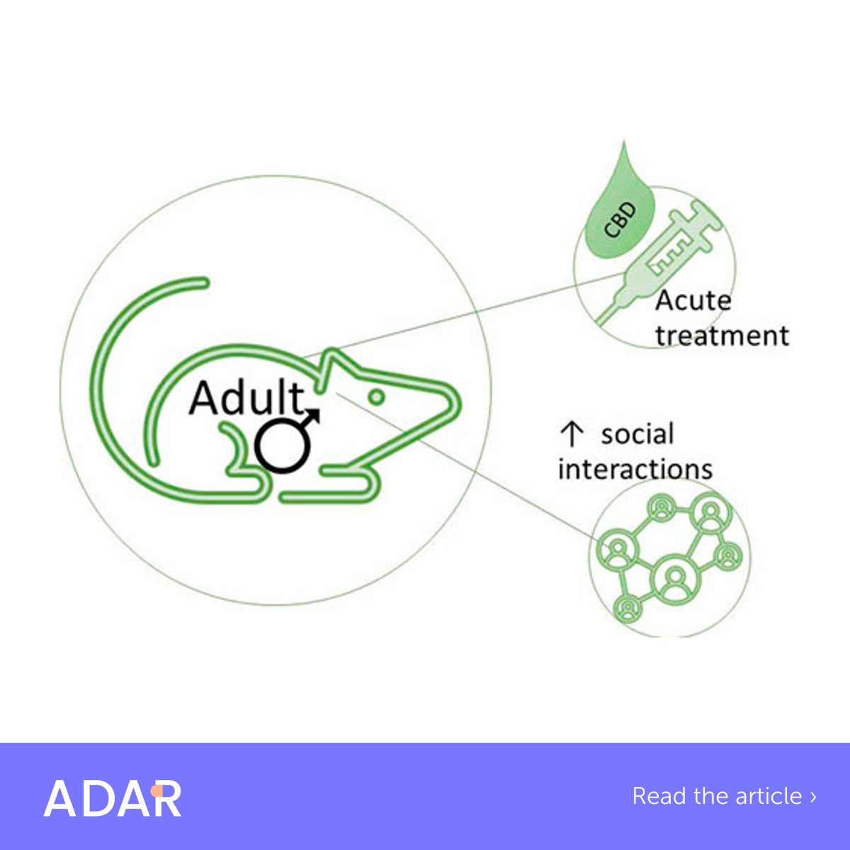 In the Inaugural Special Issue of @inrcmeeting & IDARS journal Advances in Drug and Alcohol Research, @UTHealthSA @wpunj_edu scientists demonstrate how #cannabindol or #CBD enhances social interactions between male mice 🐭🐭. Read on to learn more! fro.ntiers.in/ADAR-11163