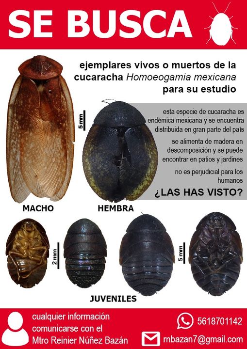 mtenaespinoza's tweet photo. #SEBUSCA🚨⚠️🧐
Investigadores del #CIByC @uaemorelos estudian la evolución  de esta especie ampliamente distribuida, pero poco conocida, por lo que  se requieren contar con ejemplares de diferentes partes del país 🪳🪳🪳 https://t.co/WH5VAelnq4
