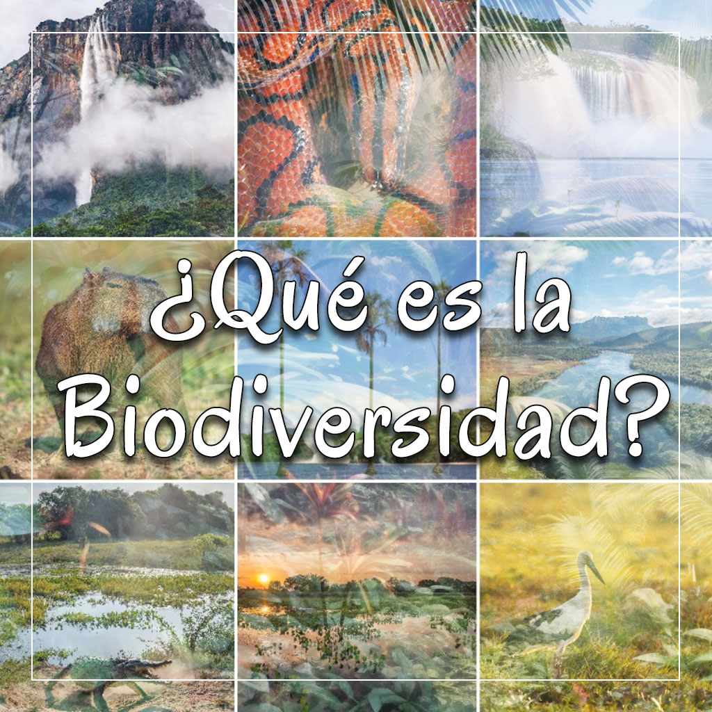 Fundacion Ecodiversa tweet media