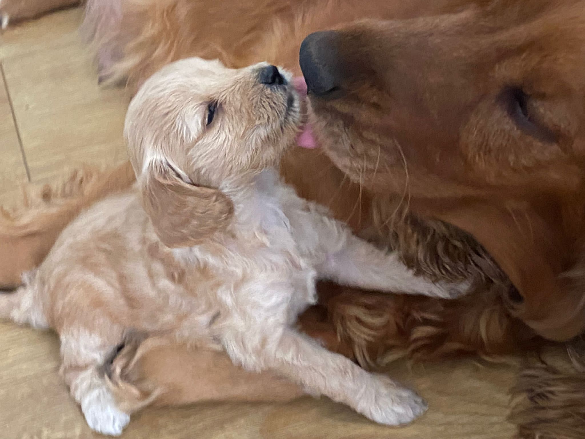 Rosedale doodles puppy farm cheap