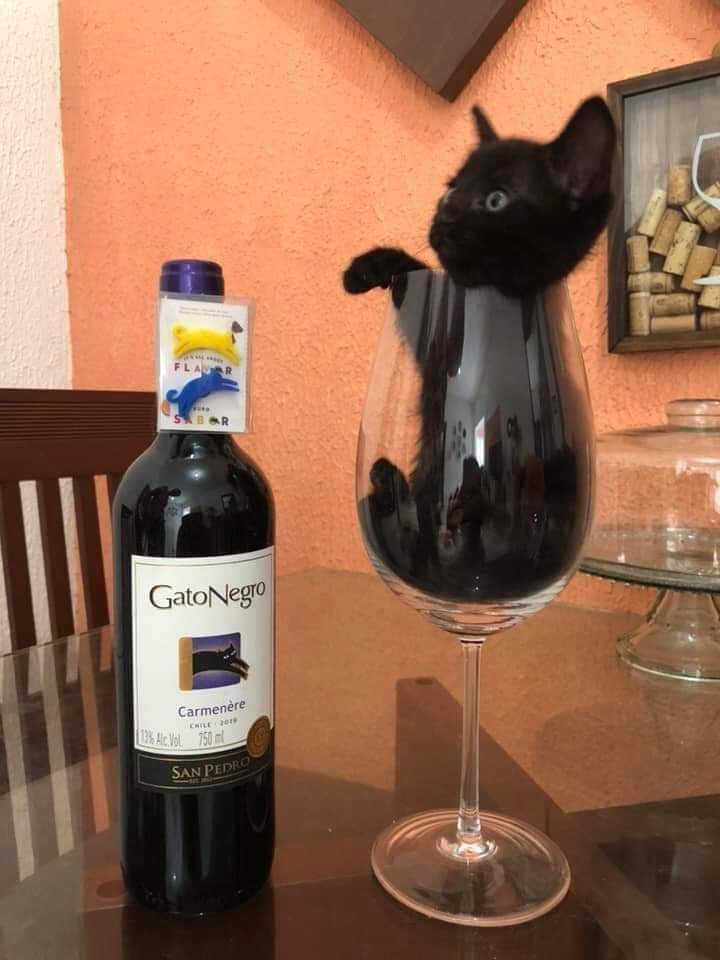 RanguGamer's tweet photo. No beban vino, besen minino. https://t.co/m4o5AN3lVy