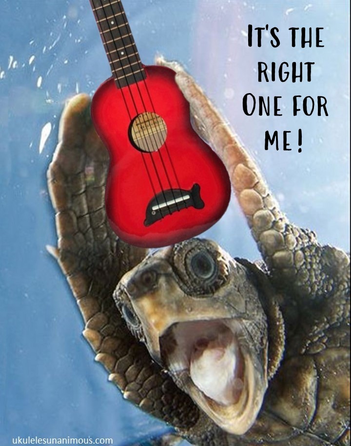 Discover the essential things to know before buying your perfect ukulele. Our comprehensive guide covers key factors to consider, expert tips, and must-know information to help you find the right ukulele for you! ukulelesunanimous.com/uke-blog/thing… #ukuele #photooftheday #whichukulele #best