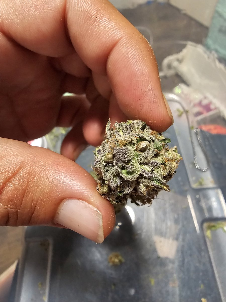 groit420's tweet photo. Shucking seeds freshly made ๐ ๐
Fatman 1946 (Gas as Fuck x Mule Fuel)
#mmmj #CannabisCommunity #cannabisseeds #cannabisusa #cannabisculture https://t.co/3yOwQ2v9Y9