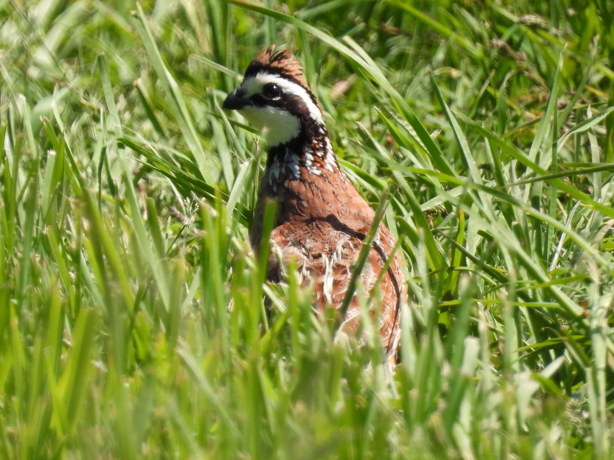 I just wrote this for <a href="/CTAudubon/">CTAudubon</a>: "Northern Bobwhite joins the list of breeding birds at the Bafflin  Preserve in Pomfret. But for this grassland species, there’s more to the  story" Jeff Fengler took the photo ctaudubon.org/2023/07/northe…