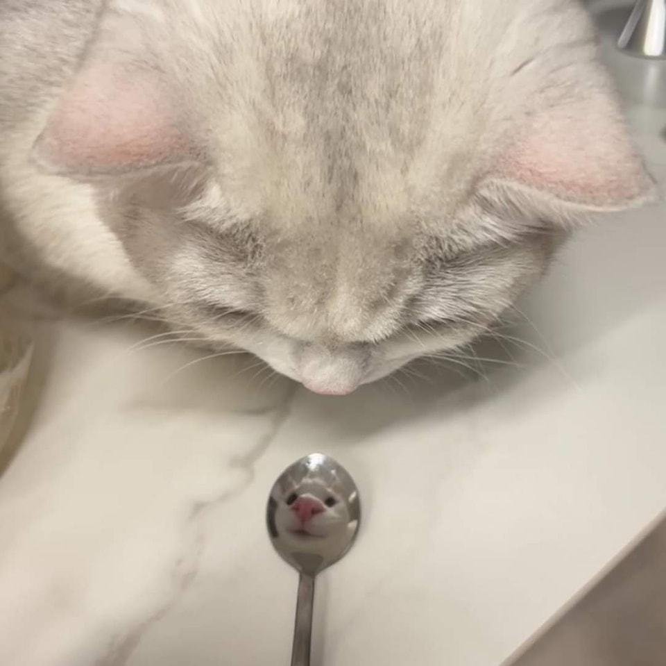 Why you should have a cat (@shouldhavecat) on Twitter photo 