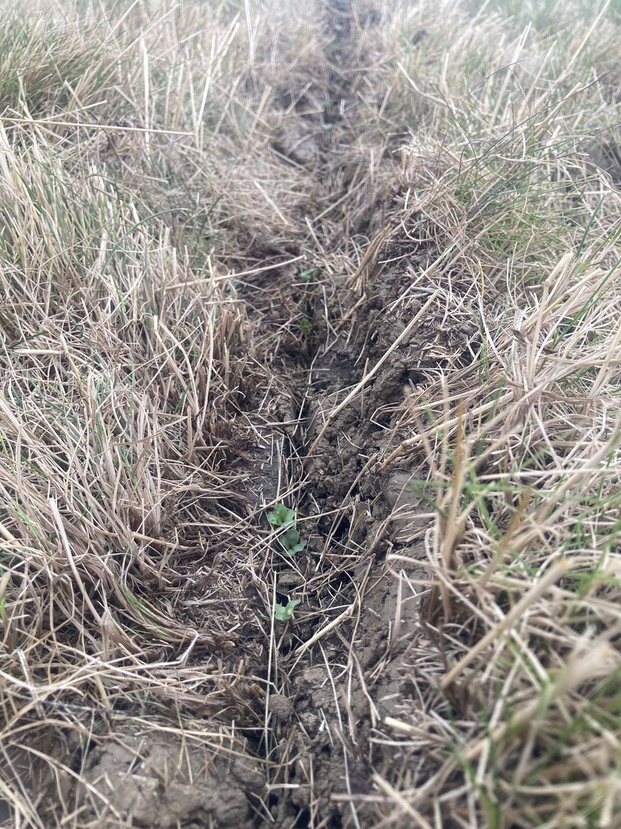 AngusStuart8's tweet photo. Two good demos with some promising results into fescue. Thanks to Mark and Max @ryetec for kicking it off last Tuesday 👍 https://t.co/GAGEBEOjkt
