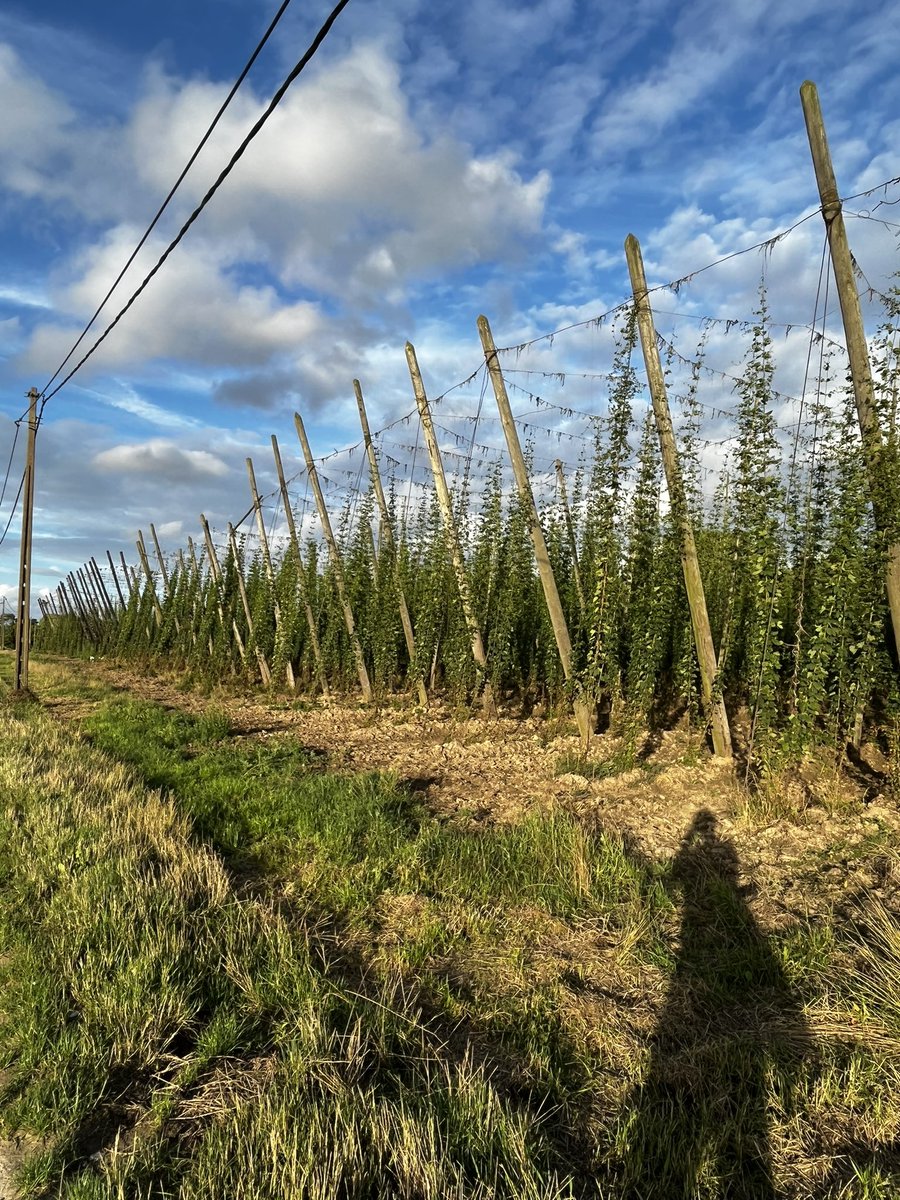 Countdown to September #hops
#8970 #Pops