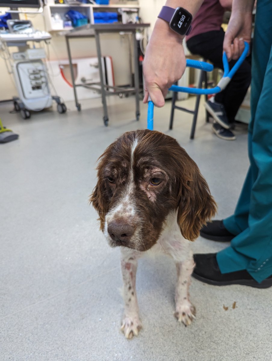 AdoptionsUk's tweet photo. Please retweet to HELP FIND THE OWNER OF THIS STRAY DOG FOUND #BEANHILL #MILTONKEYNES Found 25 July, Spaniel, female, now in a council pound. She could be missing/stolen from another region. Please share widely to help her get home🌟
DETAILS
https://t.co/UUUz8P3mK9 #dogs https://t.co/eOyNYnbYRn