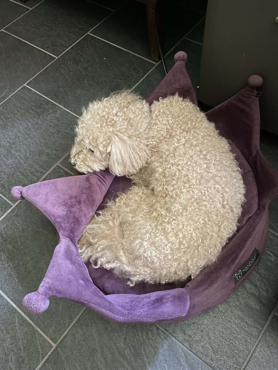 TheDaraKam's tweet image. That thing about dogs resembling their people? #LafayettePark Asst Bureau Chief Max just snored so hard he woke himself up. Twice.