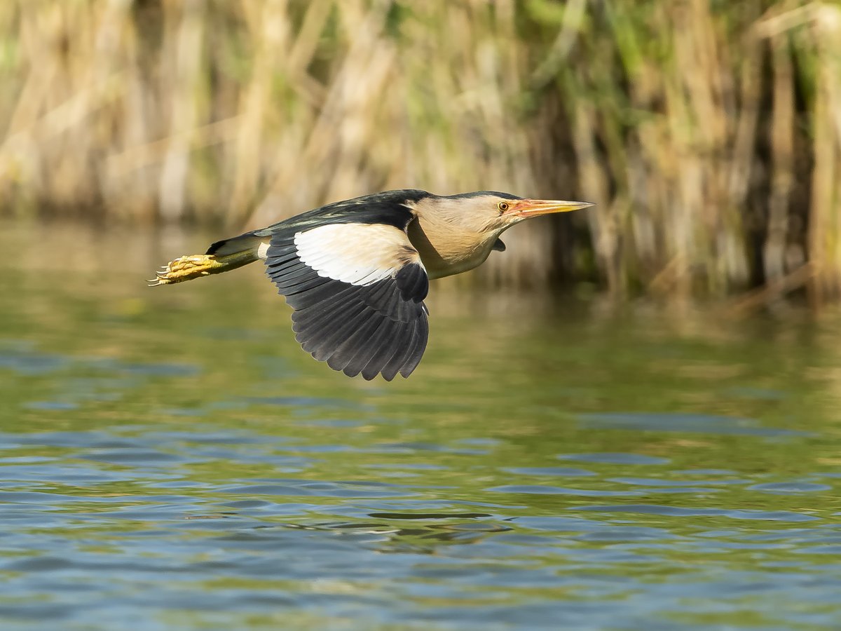 Een #woudaap in de vlucht vastleggen vind ik een uitdaging (mannetje). #Zoetermeer #Natuurfotografie #Nature_Photography <a href="/Sovon/">Sovon Vogelonderzoek Nederland</a> <a href="/VroegeVogels/">Vroege Vogels</a> <a href="/IVNzuidholland/">IVN Zuid-Holland</a> @Natuurmonument <a href="/ZHLandschap/">Zuid-Hollands Landschap</a> <a href="/volgdenatuur/">volg de natuur</a> #Theus  #Ixobrychus_minutus #Little_Bittern <a href="/waarneming/">Waarneming.nl</a> <a href="/Zoom/">Zoom</a> <a href="/VroegeVogels/">Vroege Vogels</a>