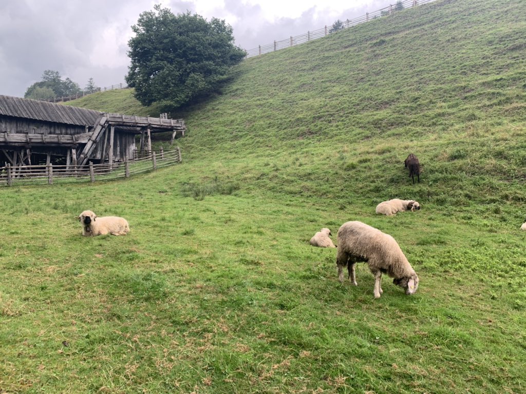 hanatheunicorn1's tweet photo. Some sheep and a Squirrel!  :-) https://t.co/AidAXQ8xgv