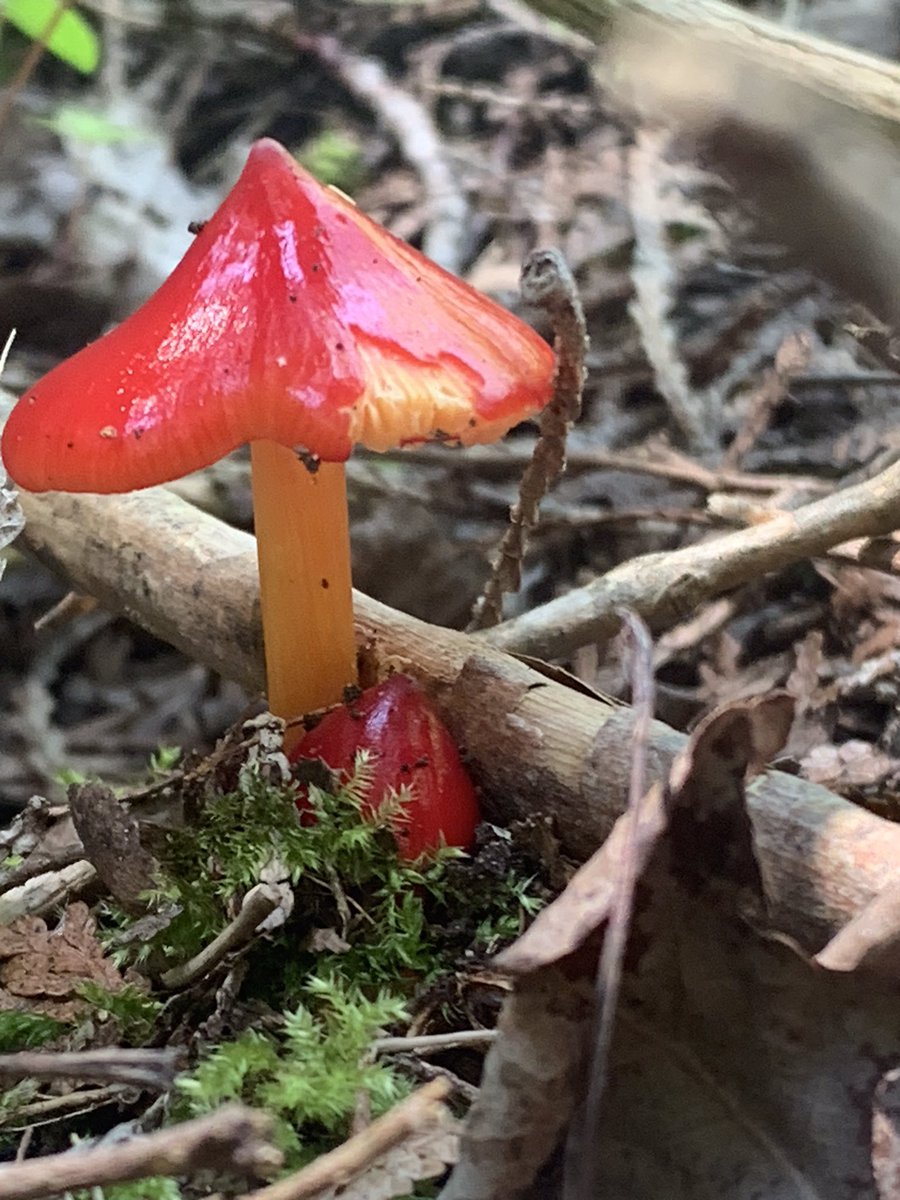 InverhuronPP's tweet photo. Mushrooms come in all different shapes, colours and sizes 🍄

Here are some of the mushrooms Kip found before our Woodland Wonders discovery program today, what kinds of mushrooms will YOU find? https://t.co/1MSIQVNaEQ