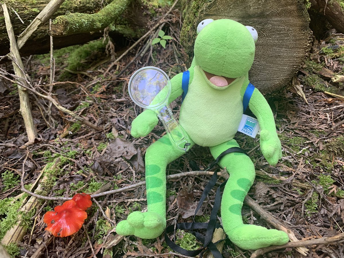 InverhuronPP's tweet photo. Mushrooms come in all different shapes, colours and sizes 🍄

Here are some of the mushrooms Kip found before our Woodland Wonders discovery program today, what kinds of mushrooms will YOU find? https://t.co/1MSIQVNaEQ