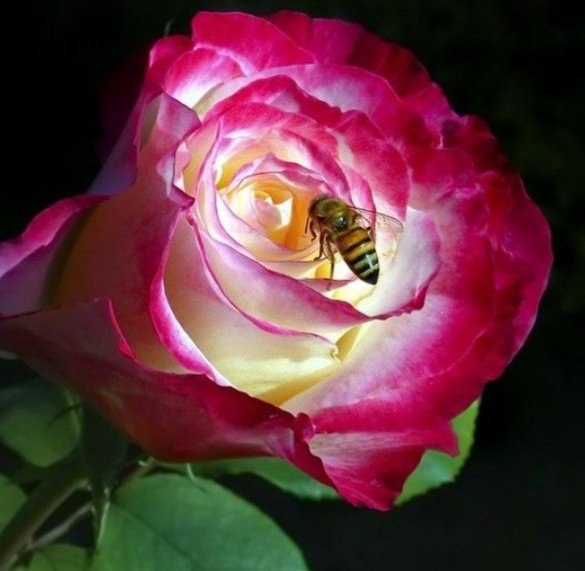 BlueFenixRoseU3's tweet photo. Whats meant for me will find me...

Not with riddles or parables...💛💫💛

But with genuine intentions of love, kindness &amp; trust 🍃 🌹🐝 https://t.co/UmWfUnHfz9