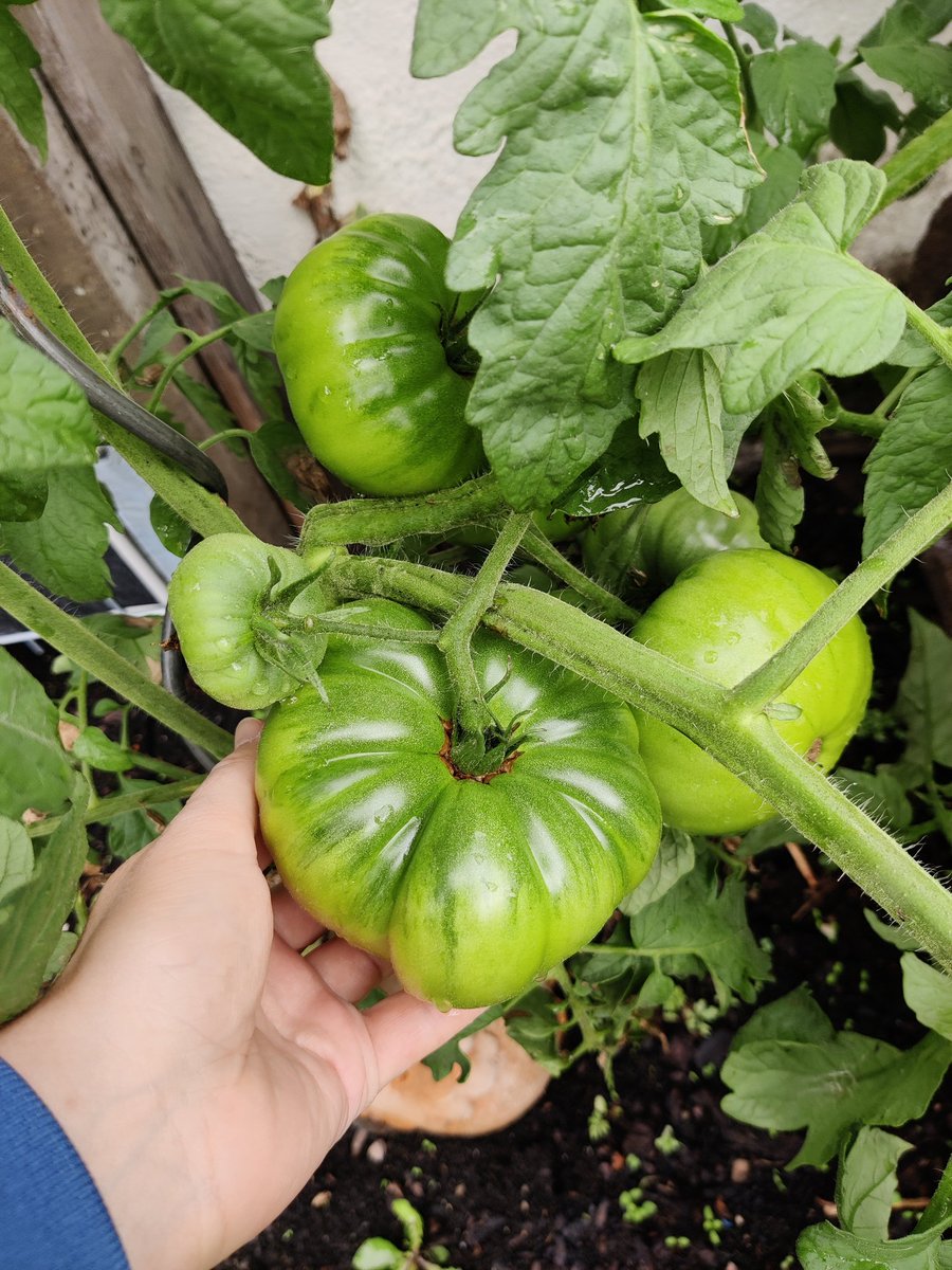 Venâtura tweet media