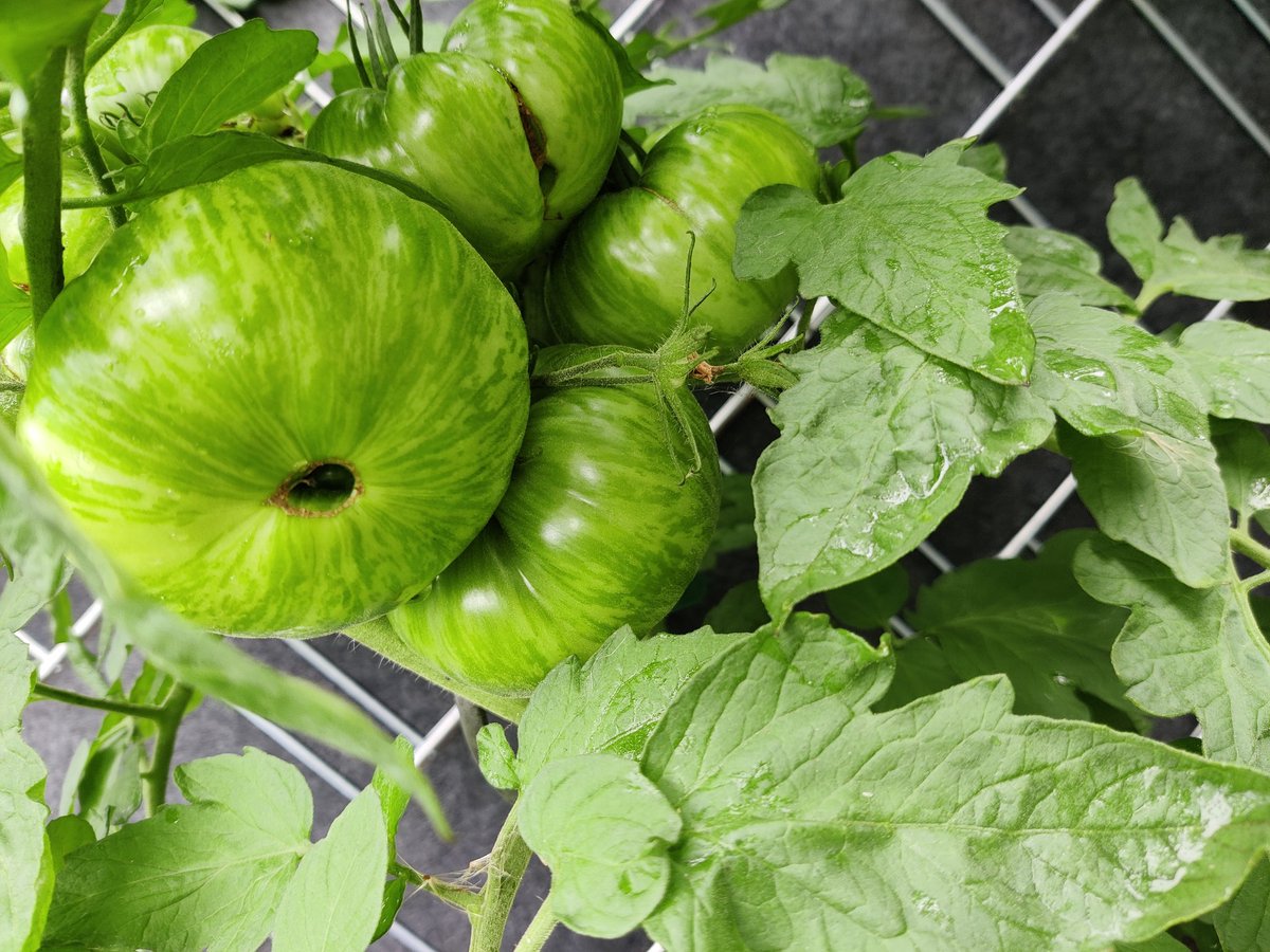 Venâtura tweet media