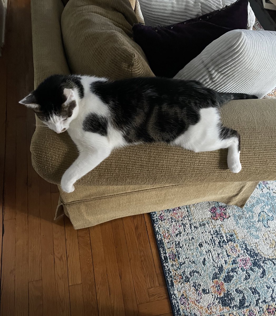dancey_francy's tweet photo. The way this man collapses on the couch is so goofy https://t.co/Yk83V0Ucf7
