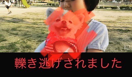 10mokodomo's tweet photo. 心しましたか。どうかどうか、逃げたあなたに辿り着くことができますように。

#情報提供お願いします #助けてください #拡散希望 #信号無視 #名古屋市　#名古屋市緑区　#名古屋市緑区平手　#轢き逃げ #轢き逃げされた #愛犬　#心の傷 #愛犬が亡くなりました https://t.co/cz38YQYnv5