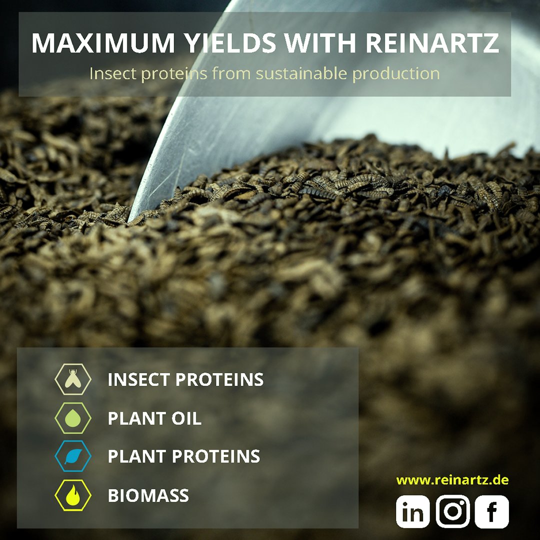 betabugsltd's tweet image. The spotlight is on #Reinartz with their expert #insectengineering and project consulting, offering pre-, basic and detailed engineering for #insect related projects.
betabugs.uk/reinartz-insec… 

#betabuzz #bsf