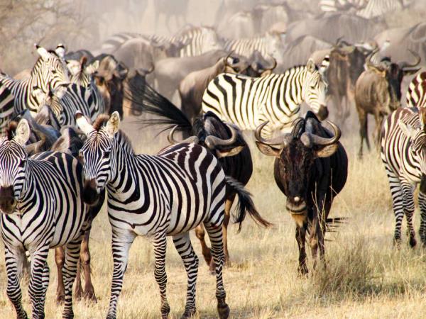 kilibound's tweet photo. 2 Days, 1 Night Shira Plateau Kilimanjaro Climb &amp; 5 Days Classic Tanzania Safari will start and ends in Arusha .The 2 days and 1 night climbing on Mount Kilimanjaro to Shira Plateau offers a fascinating opportunity to get high but not to the top of the Giant Mount Kilimanjaro, https://t.co/hll1dBAzPF
