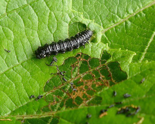 baileyffmuk's tweet photo. Some Alder Beetle grubs today. The fish seem to like them at the moment. https://t.co/RZHSTeRe0d