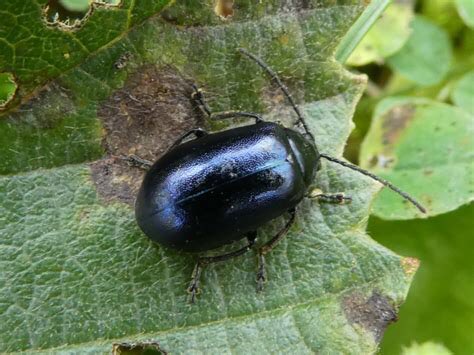 baileyffmuk's tweet photo. Some Alder Beetle grubs today. The fish seem to like them at the moment. https://t.co/RZHSTeRe0d