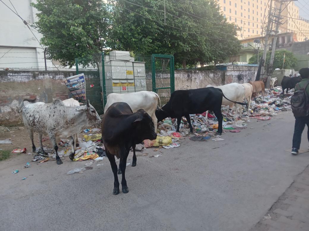 i_mohitkumar's tweet photo. 🚨 Urgent Complaint 🚨
@MunCorpGurugram @mlkhattar @TOIGurgaon

Massive garbage dump near Gali no. 4, Tikri, Sector 48, Gurgaon. Causing health &amp; environmental hazards. Please take immediate action for cleanliness &amp; safety. #Gurgaon #GarbageDump https://t.co/dP1lQrVXBN