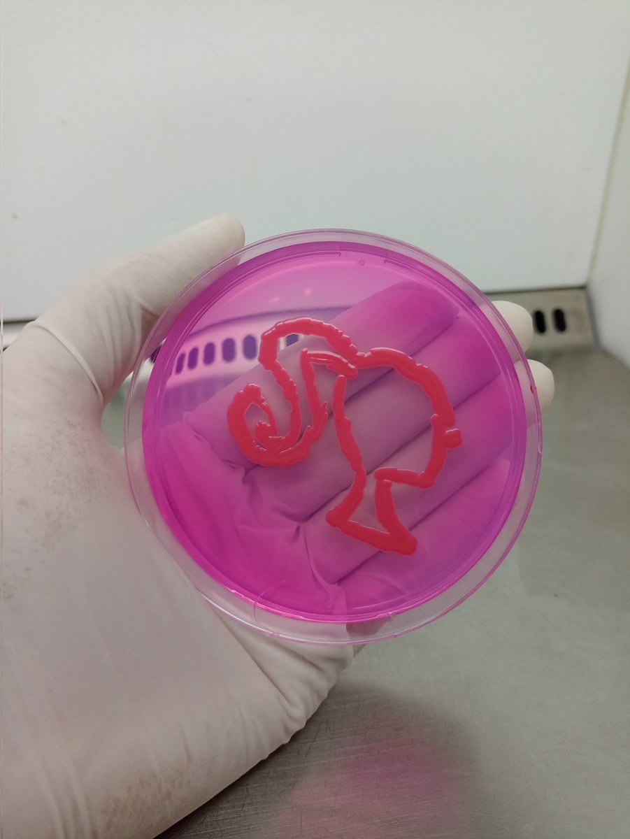 TeteuCu's tweet photo. I'm a Barbie girl, in the microbiology world https://t.co/Nvlr5zarCL