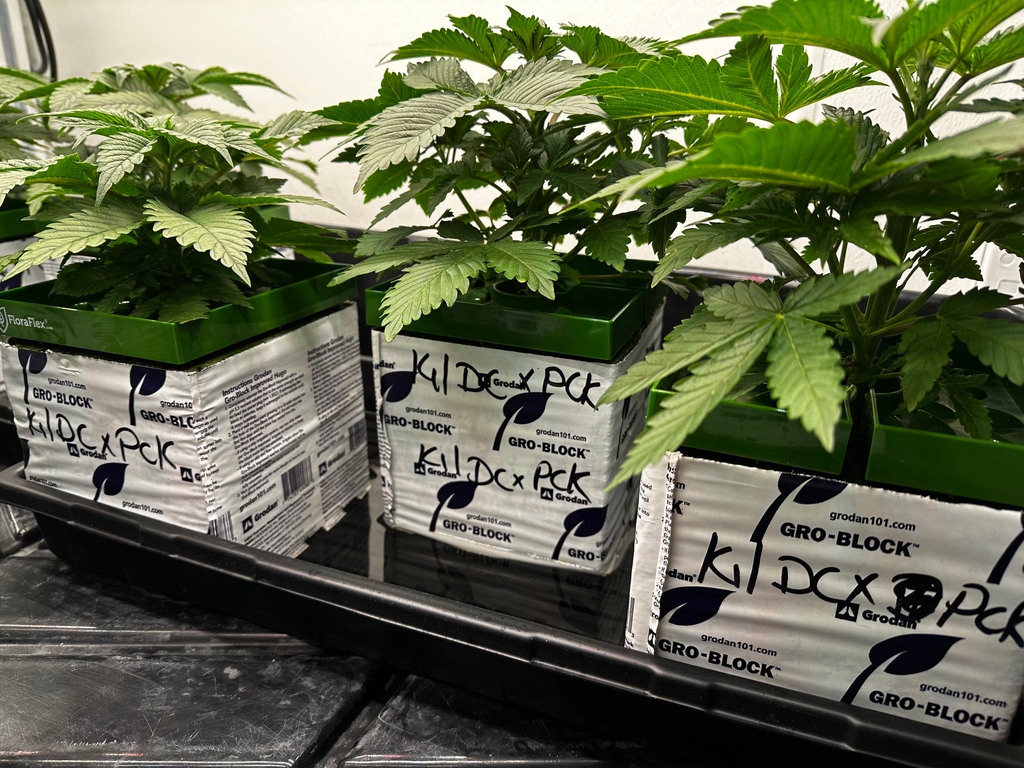 Indigrowmi's tweet photo. In-house triple cross! This variety is Kilimanjaro crossed with Deep Chunk and Pakistani Chitral Kush. Stay tuned for updates on their progress. #triplecross #inhousegenetics #wecannacare #mircodifference #ditchthedispensary #smokelocal #resistcorporateweed https://t.co/D0GckaNclI
