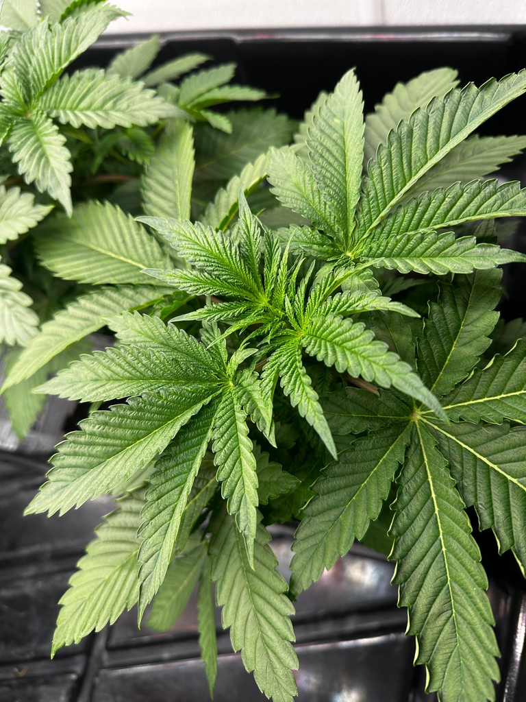 Indigrowmi's tweet photo. In-house triple cross! This variety is Kilimanjaro crossed with Deep Chunk and Pakistani Chitral Kush. Stay tuned for updates on their progress. #triplecross #inhousegenetics #wecannacare #mircodifference #ditchthedispensary #smokelocal #resistcorporateweed https://t.co/D0GckaNclI