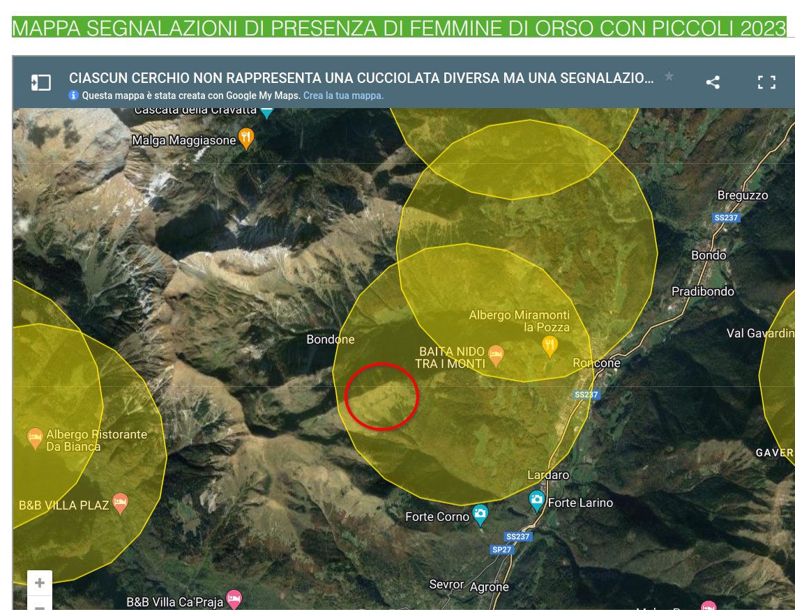 aghezzer's tweet image. L'orsa di Roncone a rischio abbattimento 
Fugatti la vuole fucilare per aver scacciato due cacciatori in difesa del suo cucciolo. Eppure la Provincia sapeva: c'è addirittura una mappa on line con le orse coi cuccioli!
grandicarnivori.provincia.tn.it/Segnalazioni-o…
#orsi #lupi #fugatti #trentino