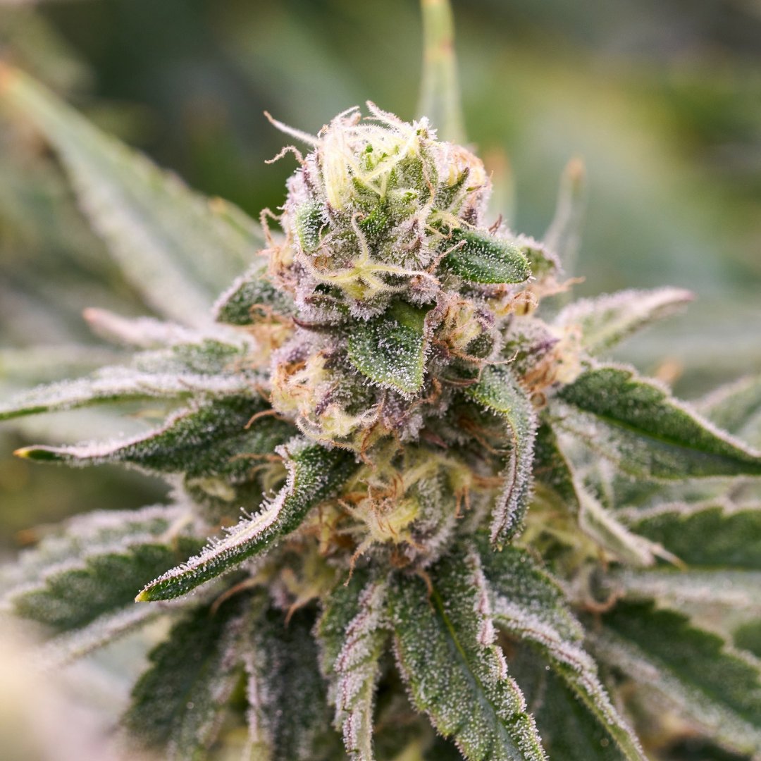 surterra's tweet photo. #CandyPunch is ready to satisfy that sweet tooth!
#BulletproofGenetics https://t.co/MeXUl4VAGJ