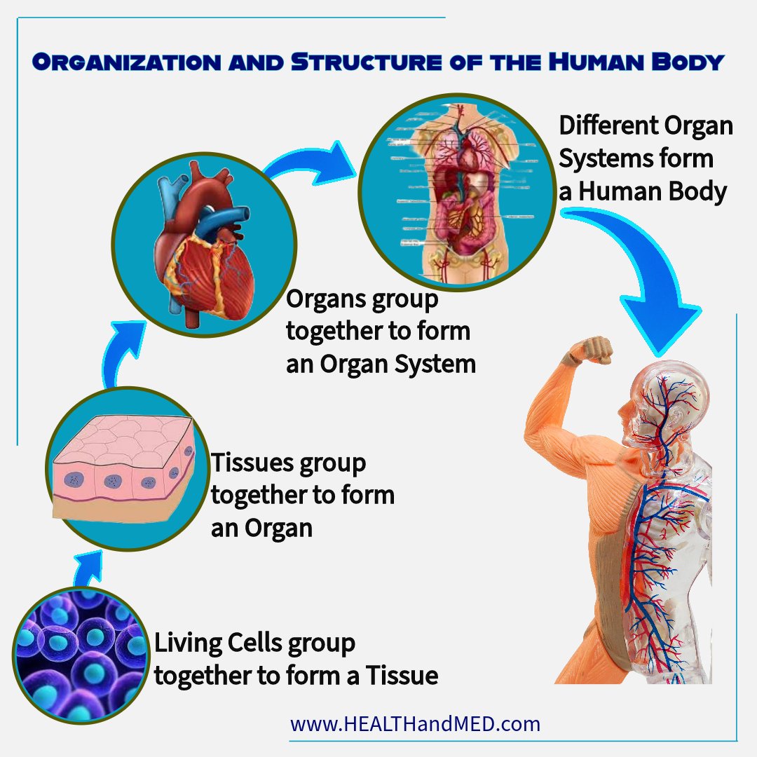 HEALTHandMEDcom's tweet image. How does Ionization help?

Your body is made up of cells. #Ionization will re-open dehydrated cells and will naturally expel toxins rehydrate and repair themselves. Start Ionizing your body with Foot Bath Systems to protect your Cells at HEALTHandMED.com now!