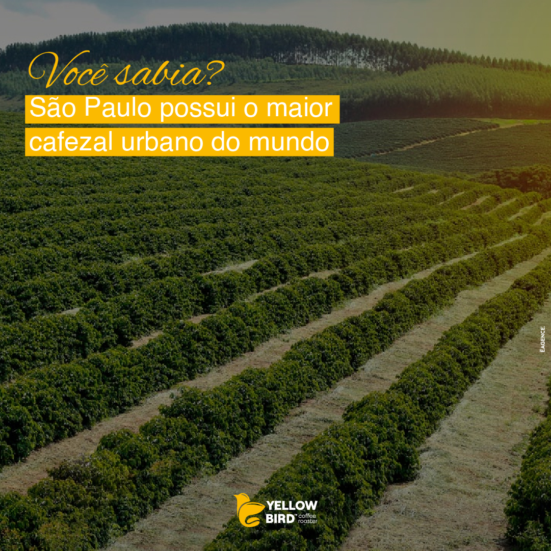 Yellowbirdcoffe's tweet photo. Sim, no meio de um floresta de prédios, está o maior cafezal urbano do mundo. Ele fica localizado no Instituto Biológico de São Paulo, com cerca de 1 hectare (10 mil m2), no bairro Vila Mariana. https://t.co/T5B6fPArrE