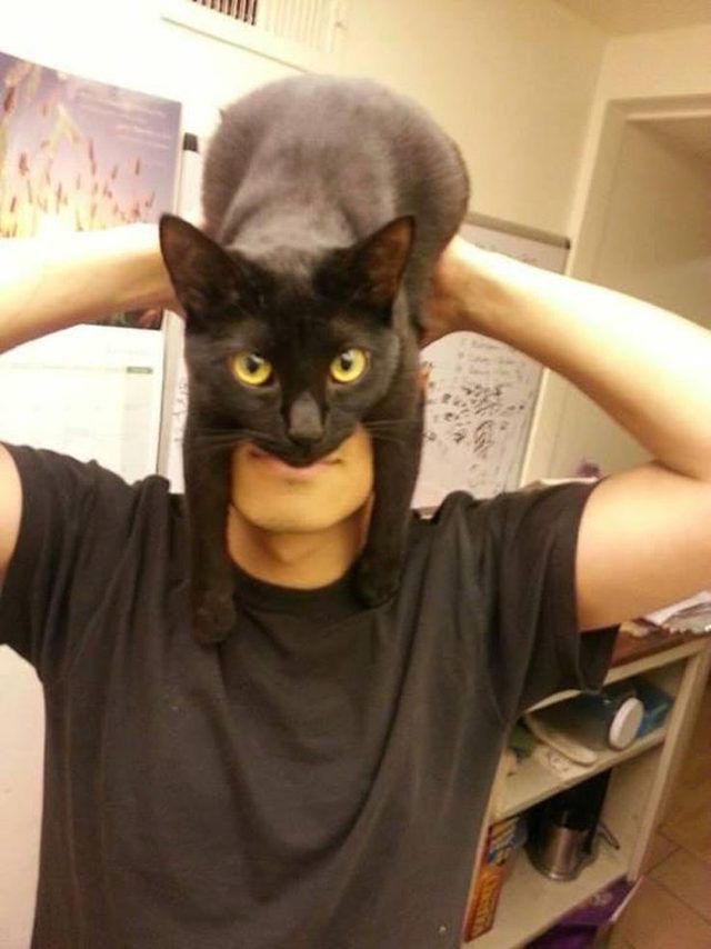Why you should have a cat (@shouldhavecat) on Twitter photo 