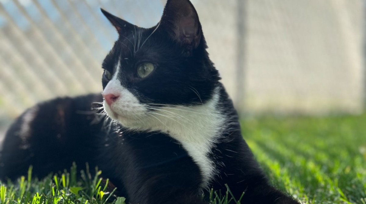 WCVMToday's tweet photo. In extremely rare cases, cats can experience adverse reactions after being vaccinated. The #WCVM’s Dr. Karen Sheehan (DVM) explains why these reactions occur and how owners can address vaccine protocols with their veterinarians. https://t.co/SmO96jpKyg https://t.co/NI8cdyKrwq