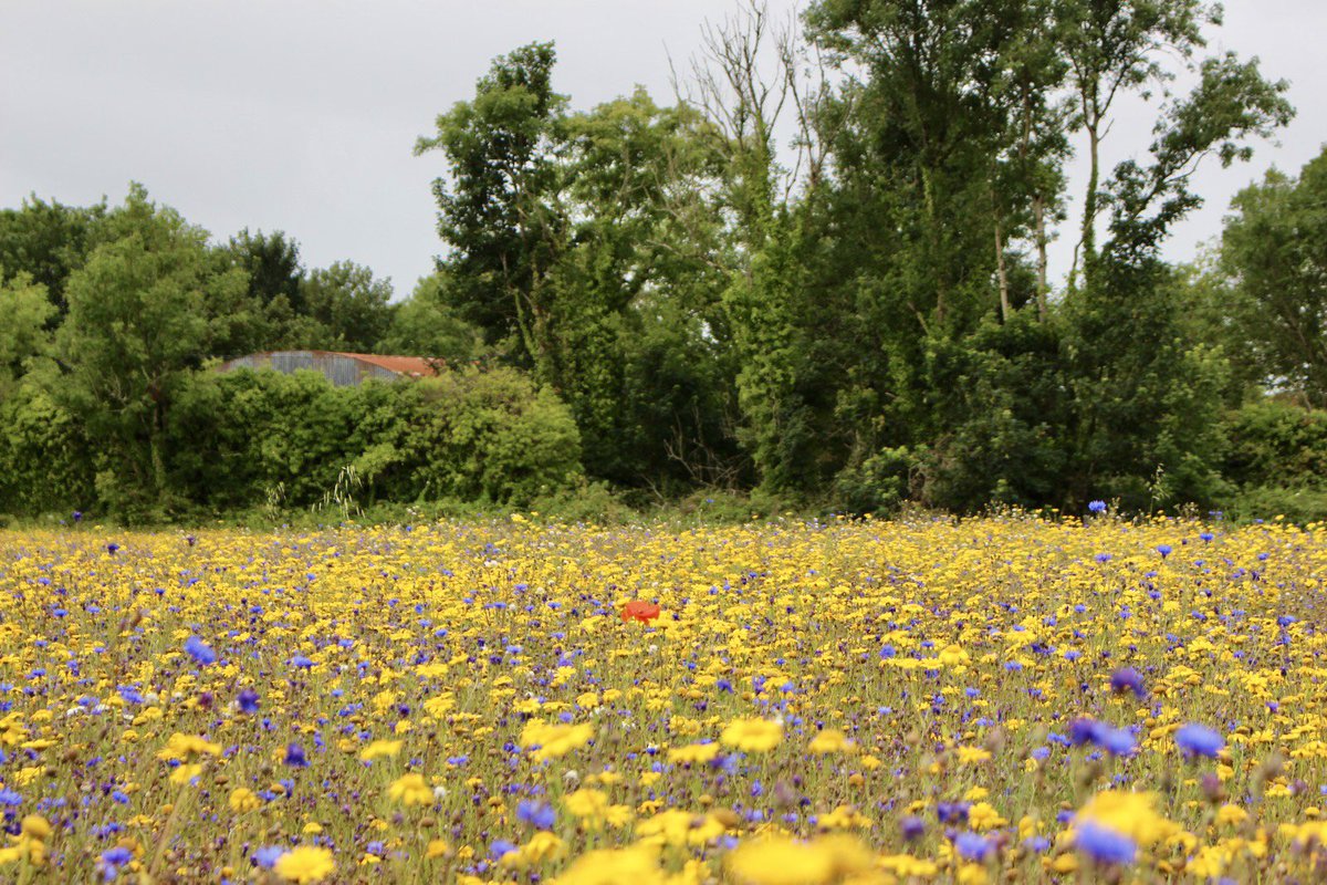 BloomingNative's tweet photo. Nothing but colour and smiles on our wildflower farm 🌸

Ground yourself in nature ✨ https://t.co/0QhzTpQUlE
