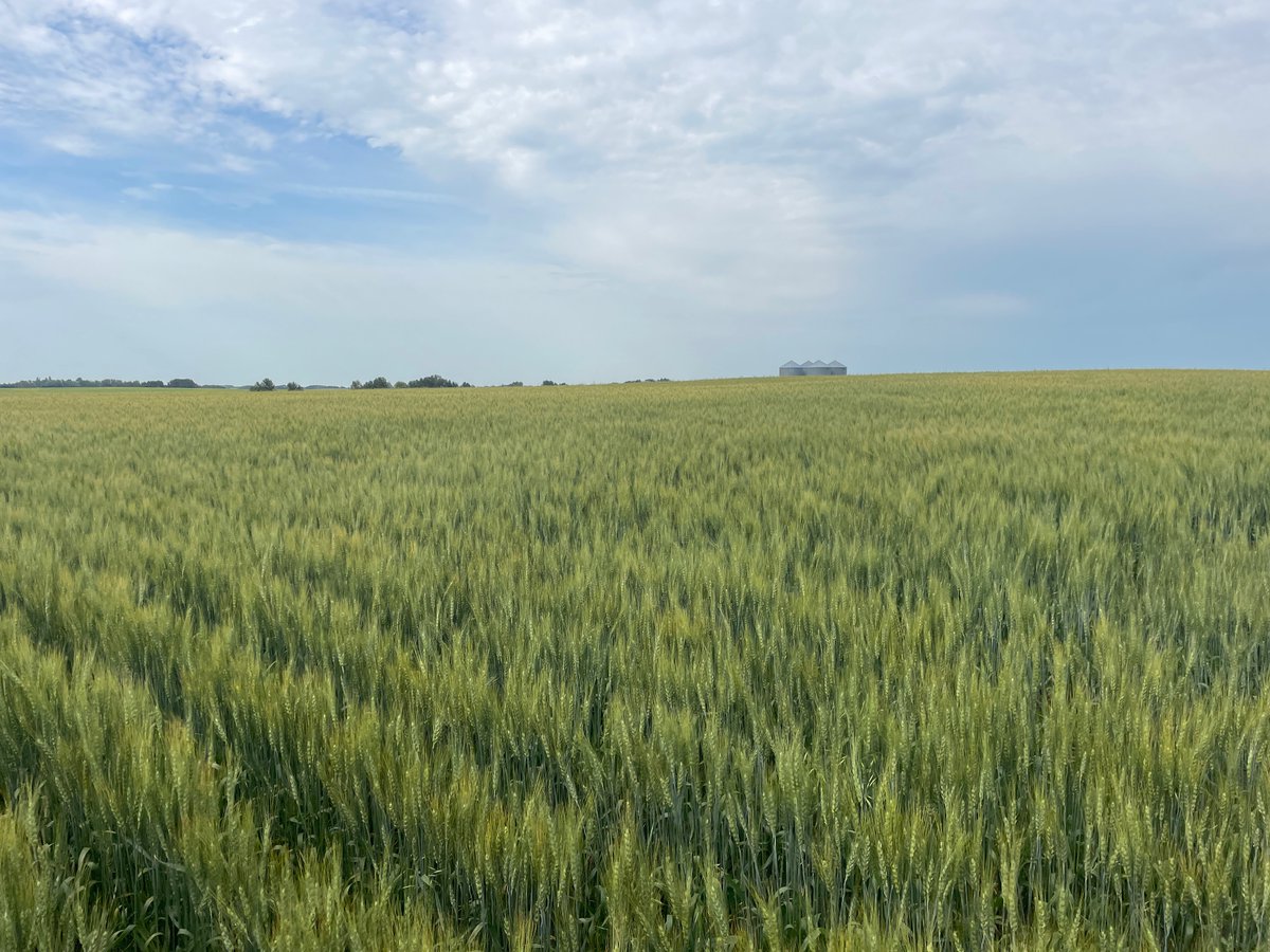 GavinNewholland's tweet photo. Another field of wheat from the Ultra SR , looks good and clean between the rows as well still 👍 https://t.co/CQGj3R7eb7