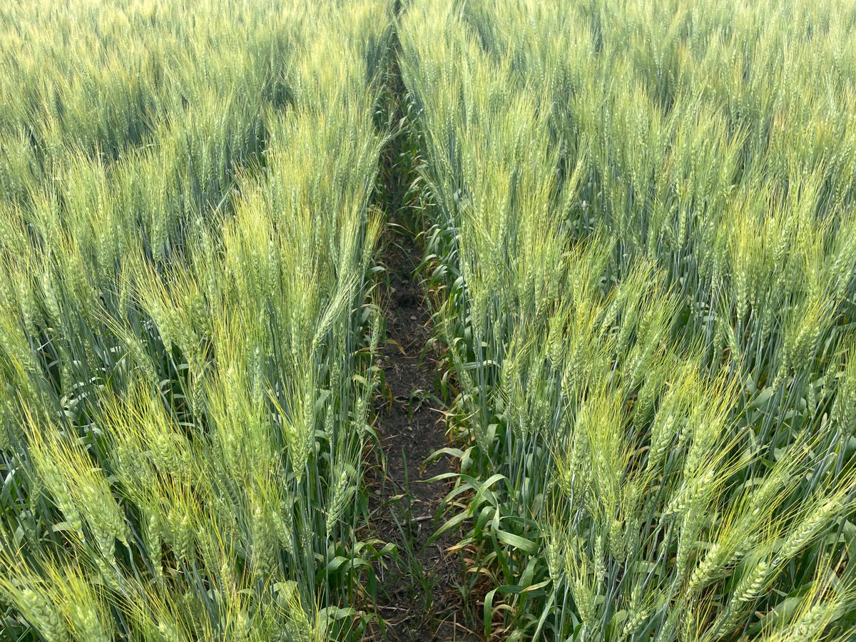 GavinNewholland's tweet photo. Another field of wheat from the Ultra SR , looks good and clean between the rows as well still 👍 https://t.co/CQGj3R7eb7
