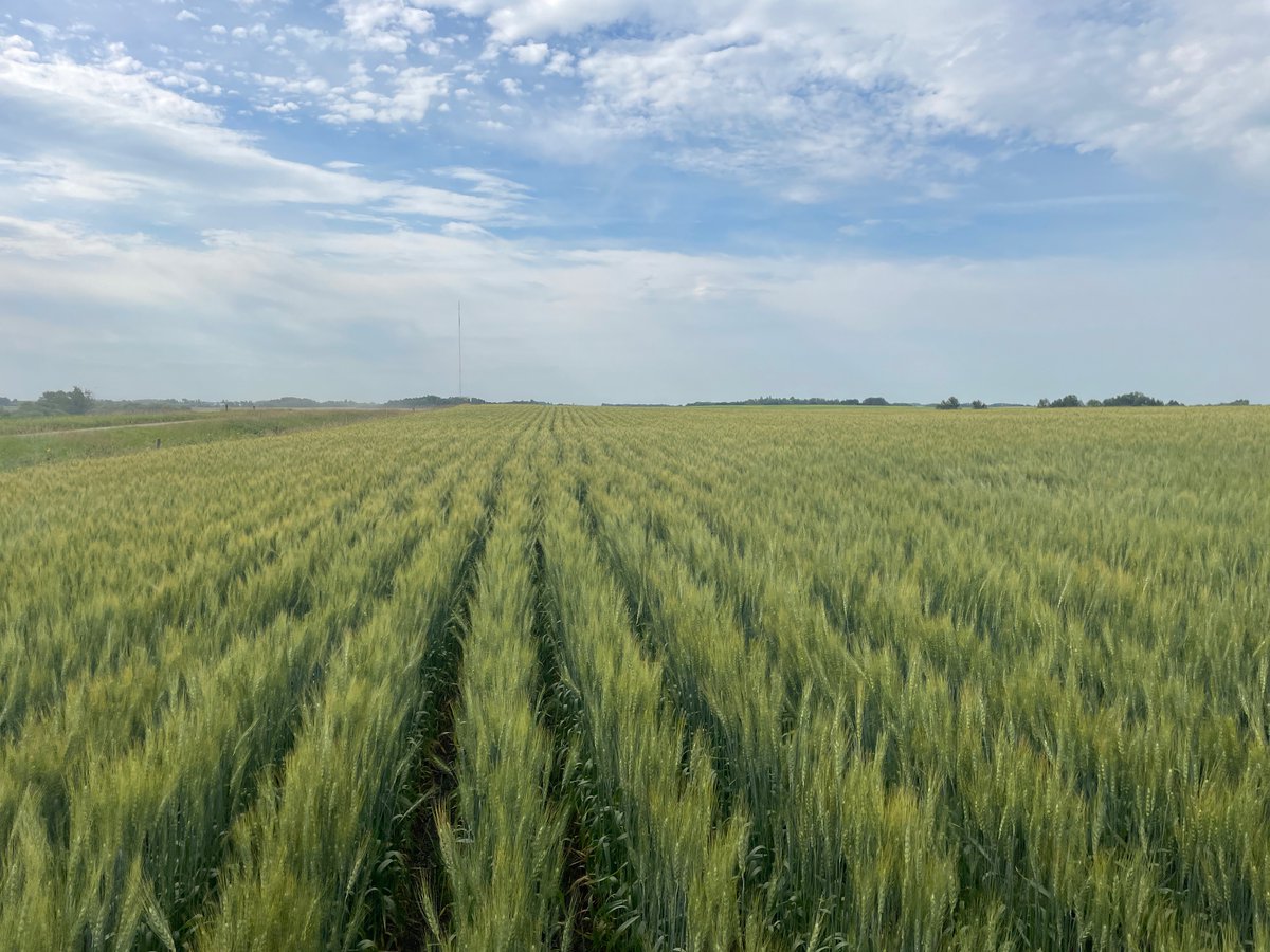GavinNewholland's tweet photo. Another field of wheat from the Ultra SR , looks good and clean between the rows as well still 👍 https://t.co/CQGj3R7eb7