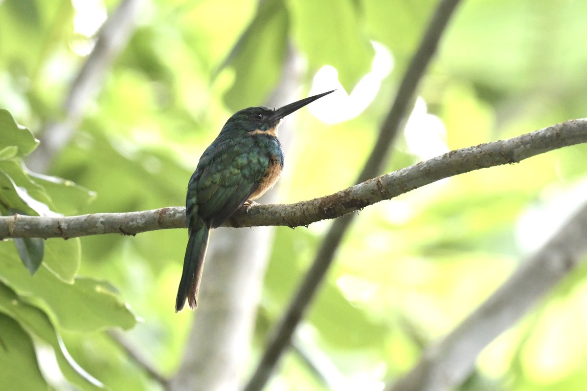 MaxBirding's tweet photo. Rufous-tailed Jacamar at Sloth’s Territory in La Fortuna https://t.co/hOIOfWzw0t
