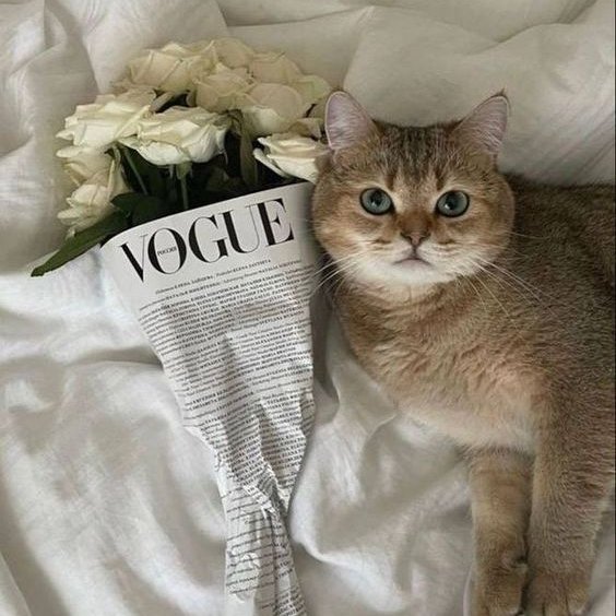 🐱 tweet media