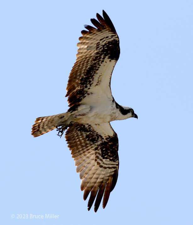 CosumnesRiverP's tweet photo. #funfactuesday👇👇👇👇👇👇
Osprey eggs do not hatch all at once. Rather, the first chick emerges up to five days before the last one. The older hatchling dominates its younger siblings and can monopolize the food brought by the parents. 
📸 - Bruce Miller https://t.co/cOAMR6wLW1